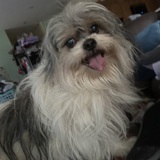 Entry image for Daisy