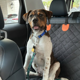 Entry image for Bear