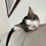 Entry image for Arthur