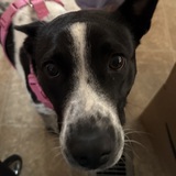 Entry image for Shimmer