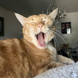 Entry image for Loki