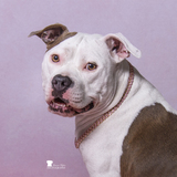 Entry image for Tilly