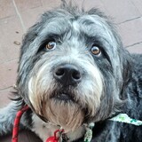 Entry image for BUBBY