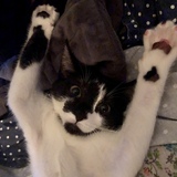 Entry image for Rosie