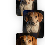 Entry image for Sweet Pea