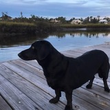 Entry image for Gracie