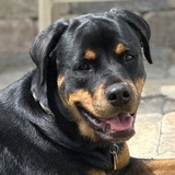 Entry image for Brie