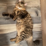 Entry image for Willy