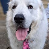 Entry image for Toby