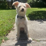 Entry image for Dobby