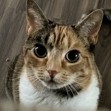 Entry image for Piper