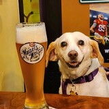 Entry image for Natty Boh