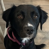 Entry image for Ellie