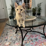 Entry image for Ginger