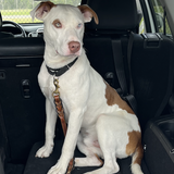 Entry image for Turtle