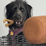 Entry image for Darcy