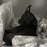 Entry image for Willy