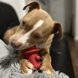 Entry image for Tori