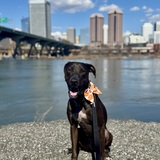 Entry image for Duke