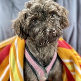 Entry image for Parmesan