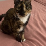 Entry image for Hazel