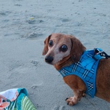 Entry image for Dobby 