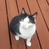 Entry image for Nick