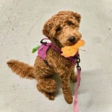 Entry image for Rosie