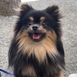 Entry image for Dalí