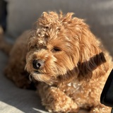 Entry image for Riley