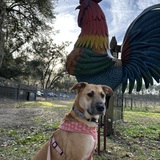 Entry image for Tatum