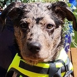 Entry image for Moxie