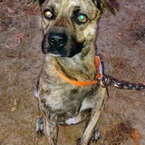 Entry image for Rocky 