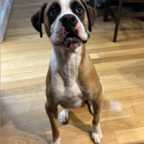 Entry image for Oliver