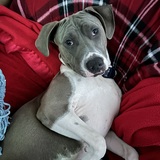 Entry image for Kazansky