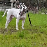 Entry image for BANDIT