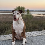 Entry image for Charlie