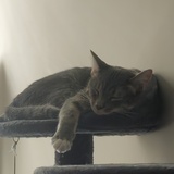 Entry image for Geralt