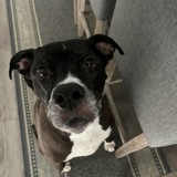 Entry image for Toby