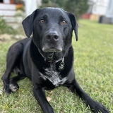 Entry image for Buddy