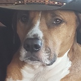 Entry image for Ryder