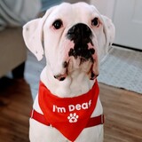 Entry image for Doug the Deaf Dog