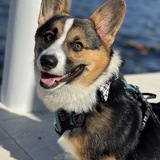 Entry image for Georgie