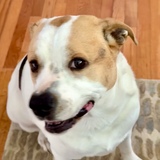 Entry image for Boss