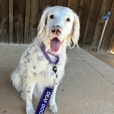 Entry image for Pearl