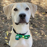 Entry image for Brody