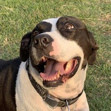 Entry image for Lola