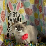 Entry image for Liberty 