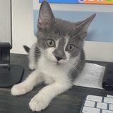 Entry image for Winston