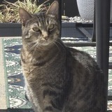 Entry image for Rafiki